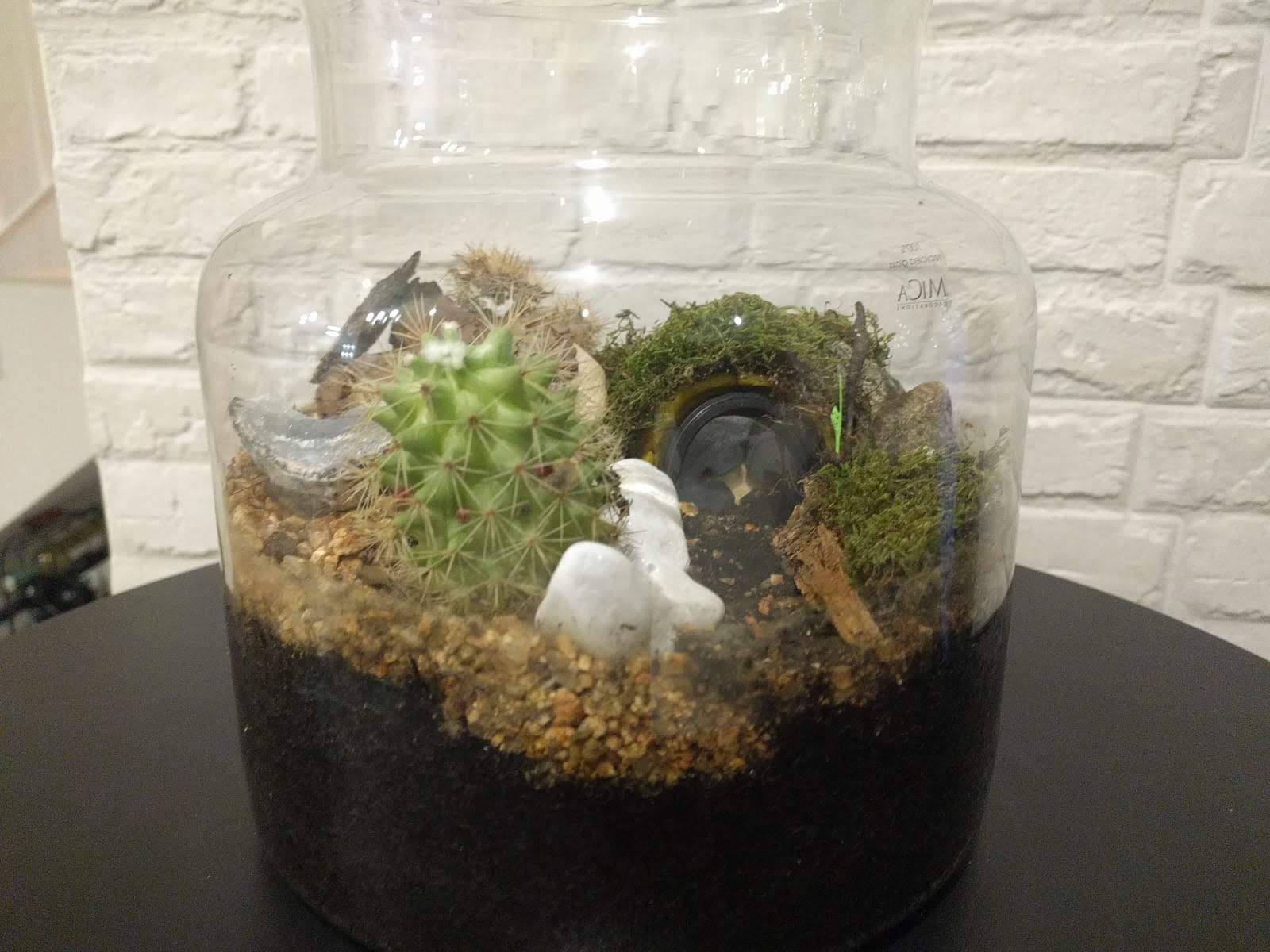 Decora casa teva amb el teu mini-jardí de cactus